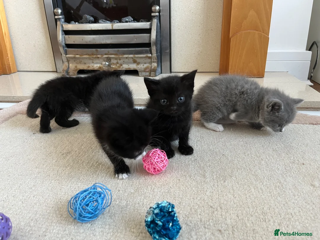 British Shorthair cats for sale: Half British Shorthair  - Advert 2