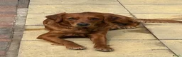 Golden Retriever dogs for sale:  Beautiful red golden retrievers 2 girls  2 boys - Advert 26