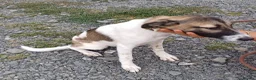 Mixed Breed dogs for adoption: 💔 GISELLE - A Lovely Girl for a Loving HOME ❤️ in Nottingham - Advert 23