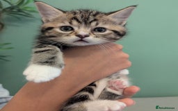 Mixed Breed cats for sale: 2 Sisters 1 Tabby and 1 Tuxedo Persian Mix - Image 2