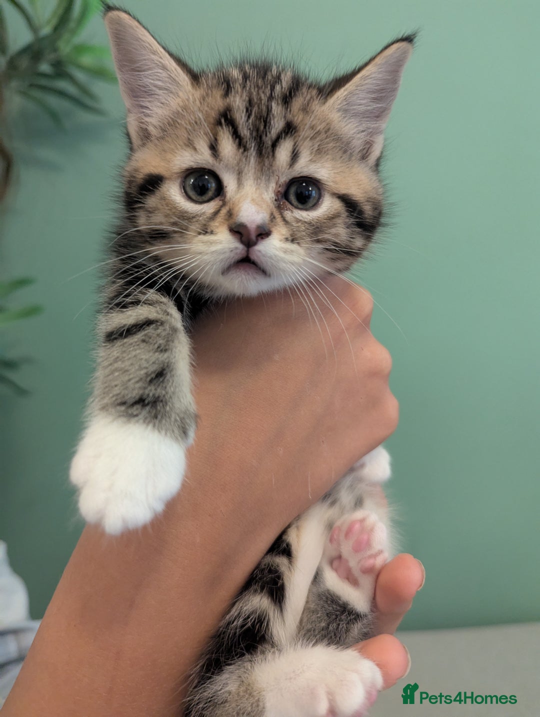 Mixed Breed cats for sale: 2 Sisters 1 Tabby and 1 Tuxedo Persian Mix - Image 2