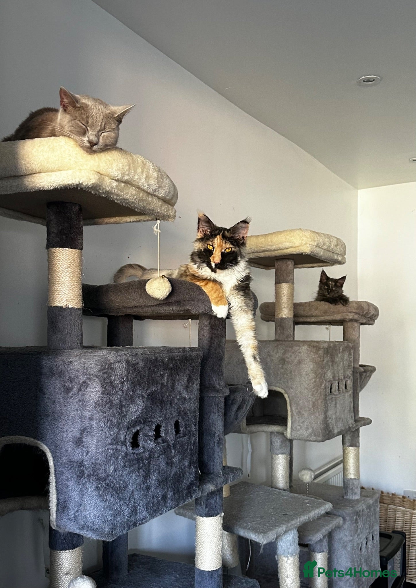 Maine Coon cats Smoky Maincoon female kitten  - Advert 2