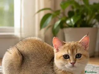 Scottish Fold cats Scottish Fold & Straight – Elegant Bloodline - Advert 5