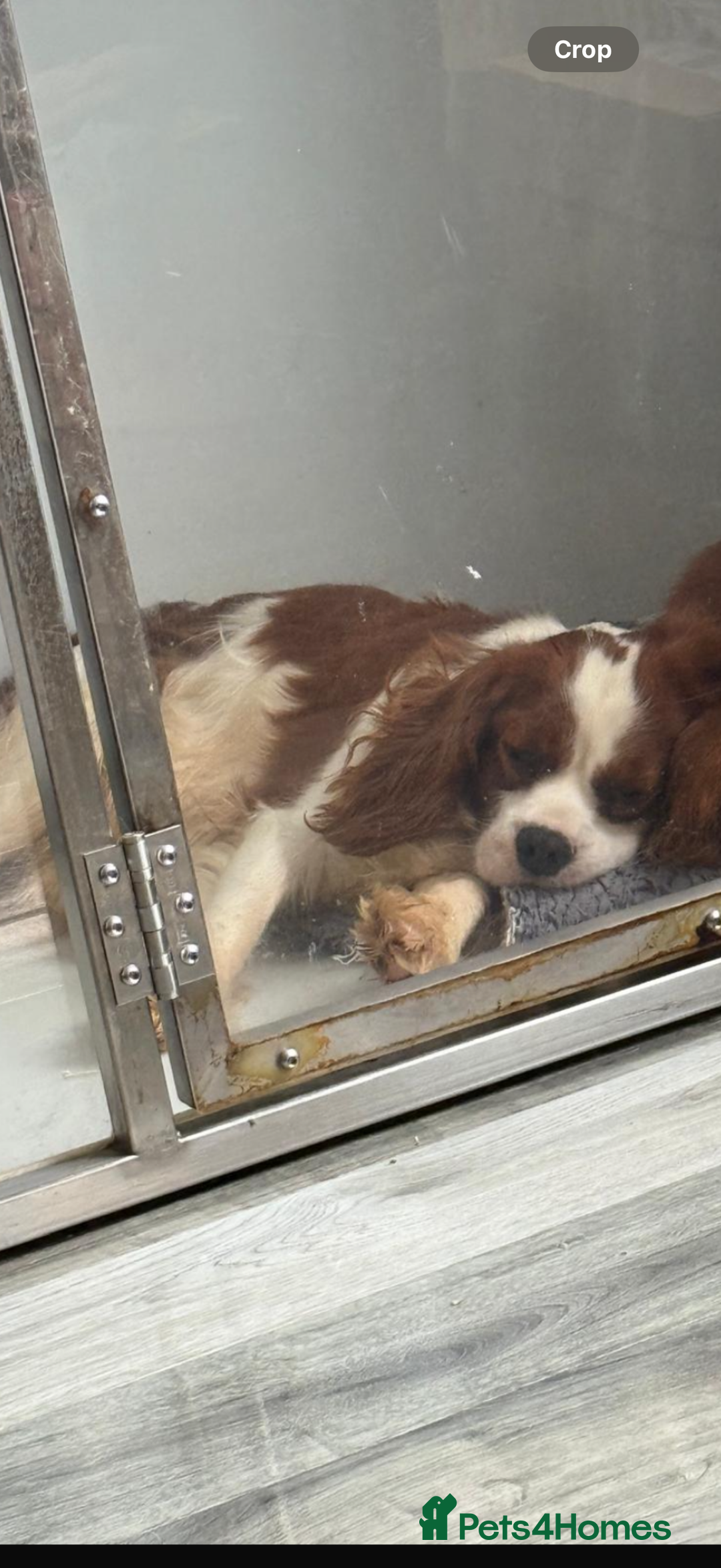 Cavalier King Charles Spaniel dogs for stud: Kc dna clear cavalier boy for stud  in Huddersfield - Image 2
