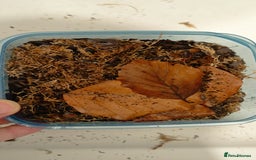 Mixed Breed invertebrates for sale: Tropical Grey Woodlice / Isopods - Huge Colonies - Image 6