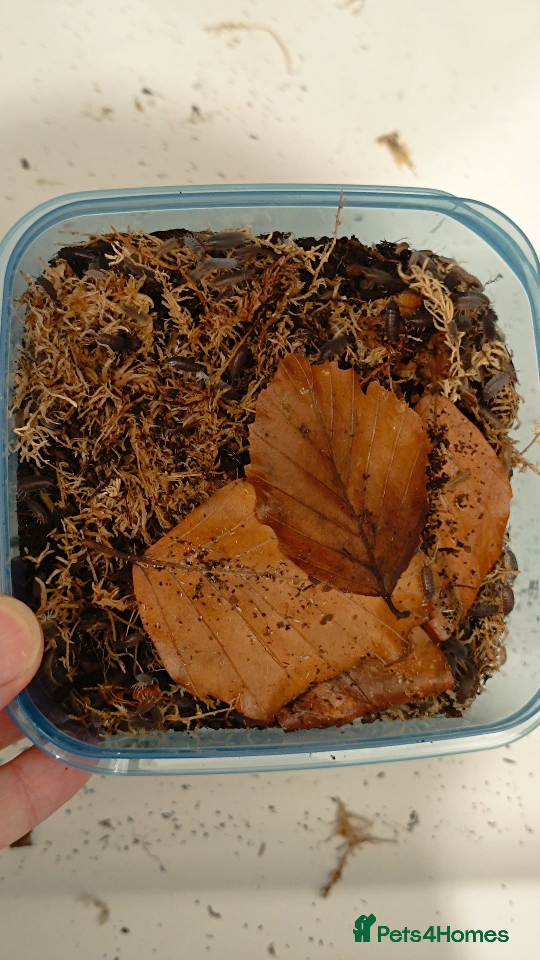 Mixed Breed invertebrates for sale: Tropical Grey Woodlice / Isopods - Huge Colonies - Image 6