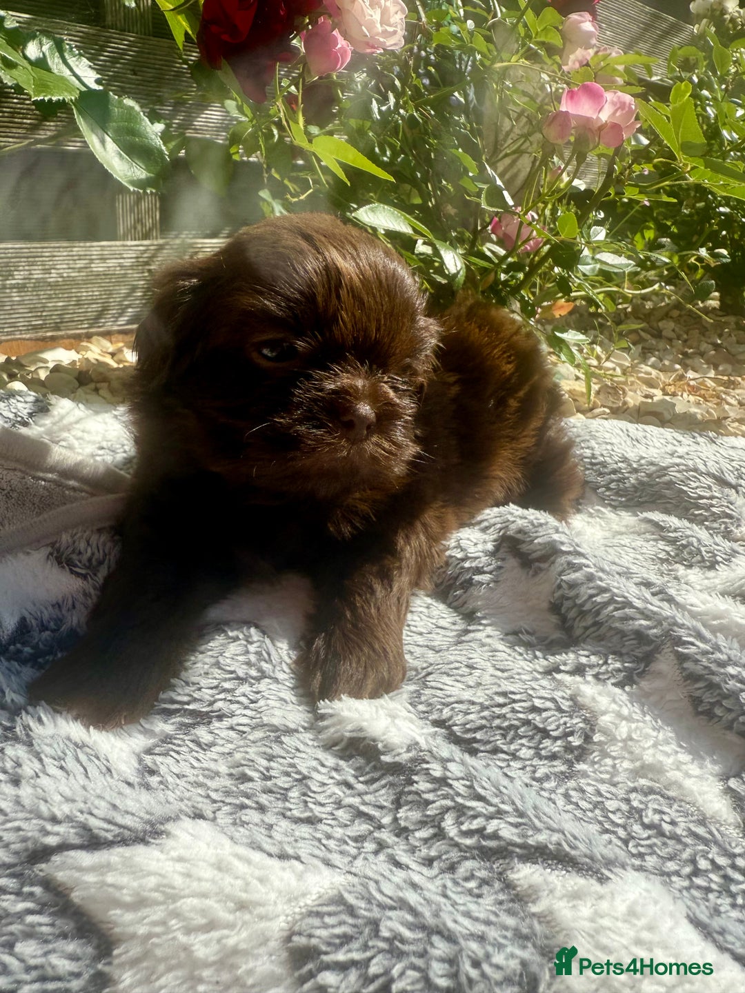 Shih Tzu dogs for sale: Chocolate & blonde Imperial KC Shihtzu Puppies! - Image 15