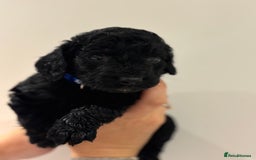 Cockapoo dogs for sale: Beautiful fluffy black cockapoos in Burgess Hill - Image 17