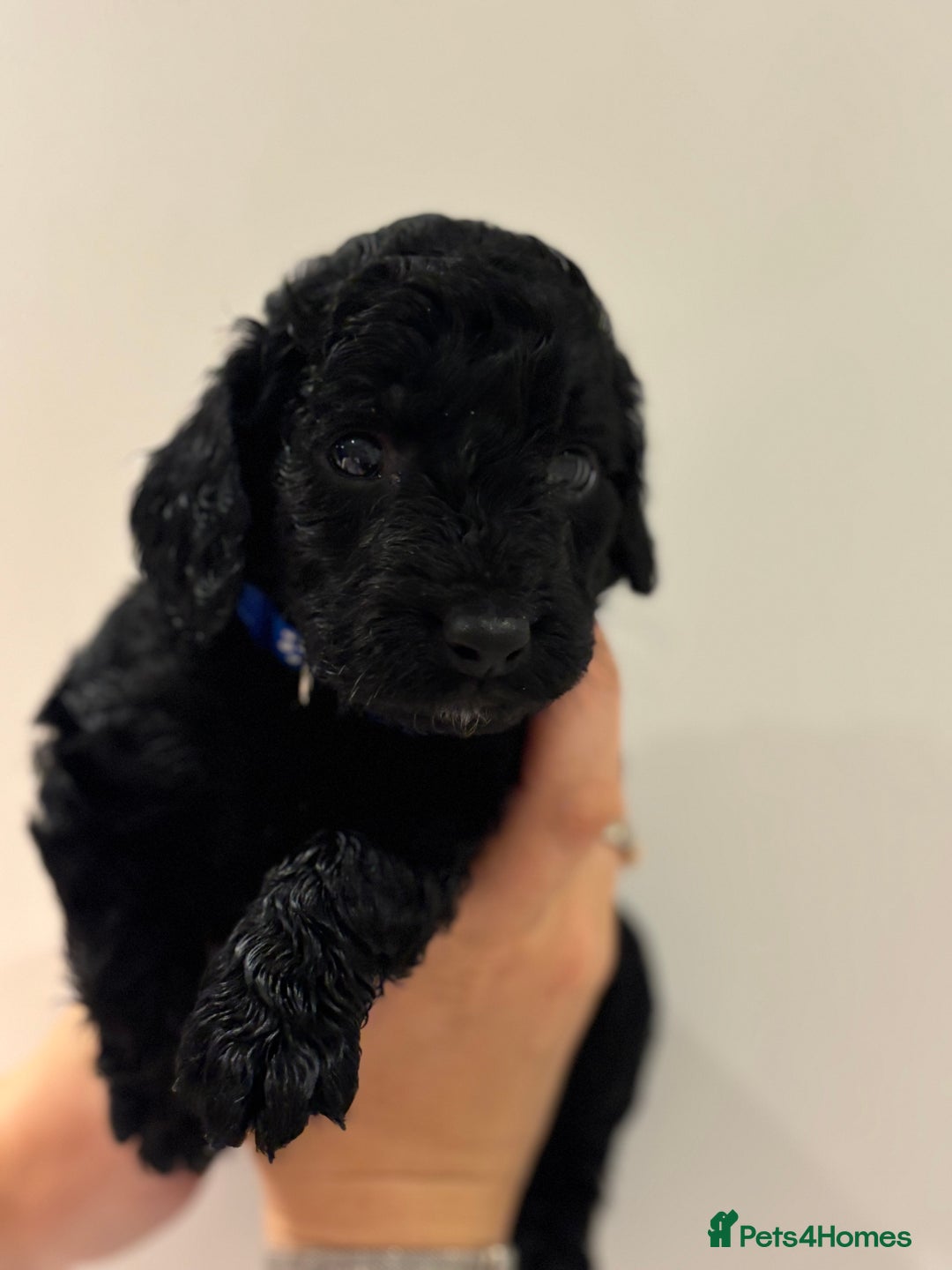 Cockapoo dogs for sale: Beautiful fluffy black cockapoos in Burgess Hill - Image 17