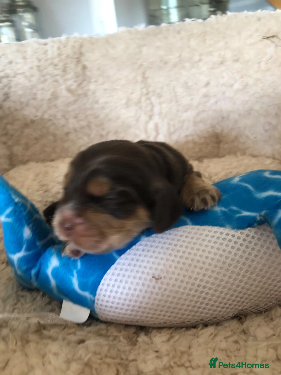 Cocker Spaniel dogs for sale: Unbelievable pure KC reg Show cocker puppies - Advert 1