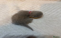 British Shorthair cats for sale: Pure British Shorthair Kittens😻🥇🏆Champion Line - Image 7