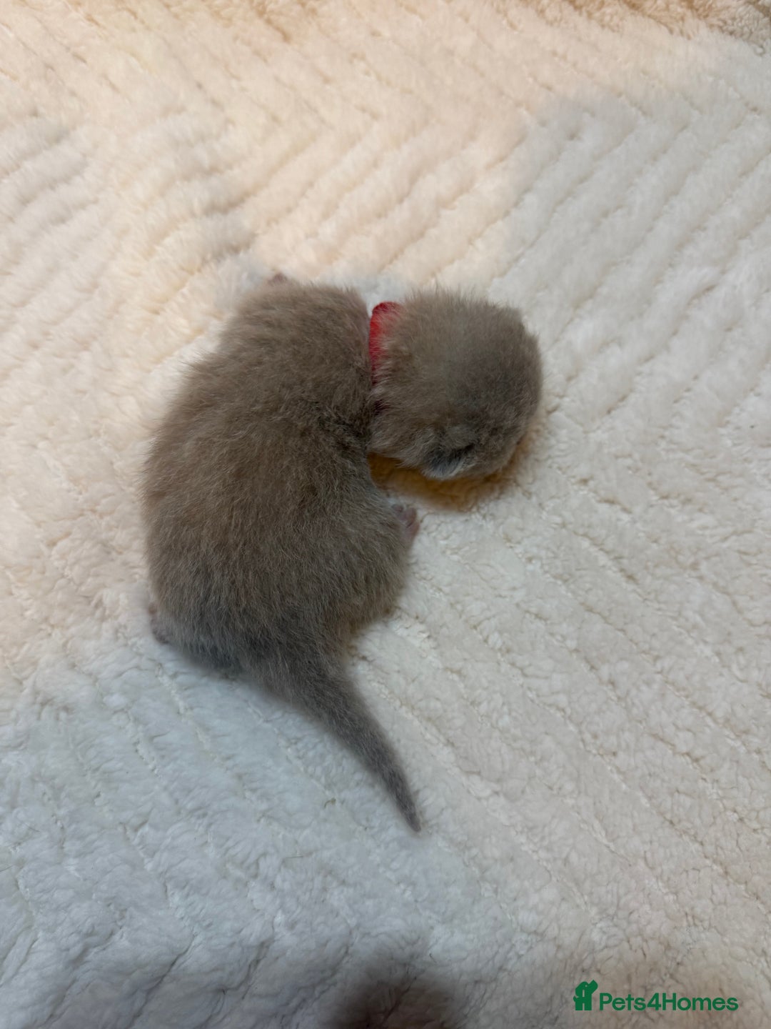 British Shorthair cats for sale: Pure British Shorthair Kittens😻🥇🏆Champion Line - Image 7