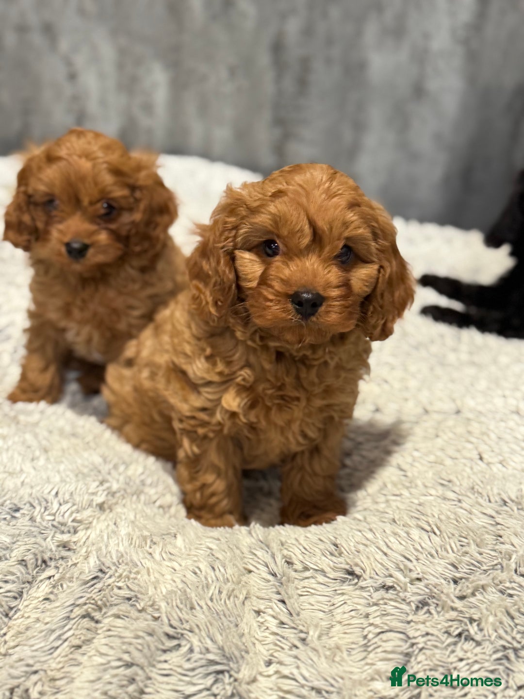 Cavapoo dogs for sale: F1 DNA tested Cavapoo puppies - Advert 9