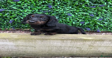 Miniature Dachshund dogs - Advert 9