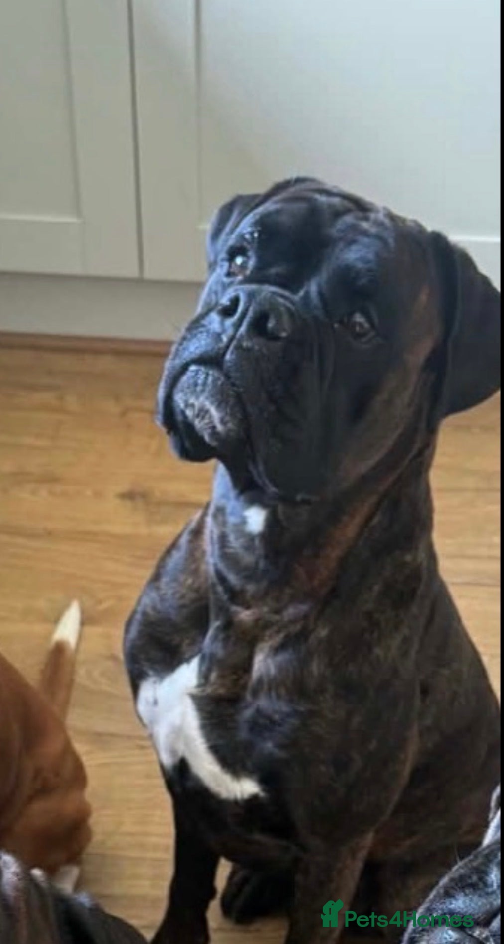 Dozer