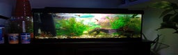 Other/Mixed Breed fish for sale: Aquarium  full of guppies!! - Advert 8