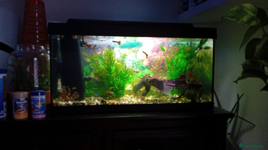 Other/Mixed Breed fish for sale: Aquarium  full of guppies!! - Advert 8