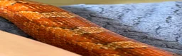 Corn Snake reptiles for sale: Beautiful corn snake looking for new home  in Edenbridge - Advert 6