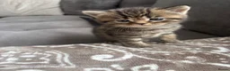 British Shorthair cats for sale: Adorable Kittens Looking for loving new homes - Advert 25