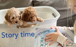 Cavapoo dogs for sale: F1b health tested cavapoo - Image 28