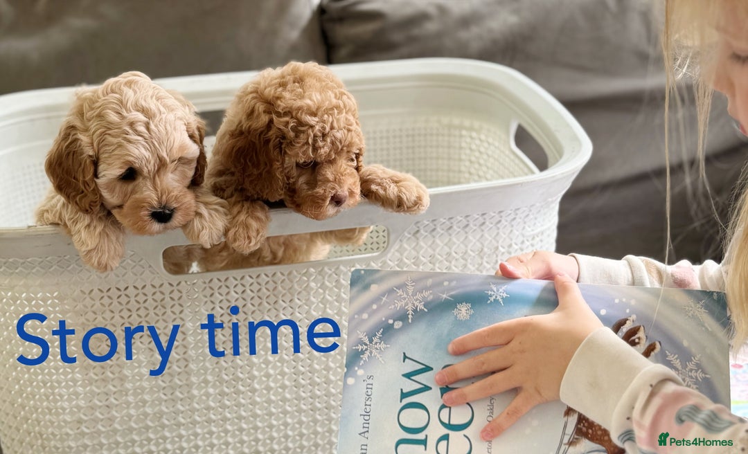 Cavapoo dogs for sale: F1b health tested cavapoo - Image 28