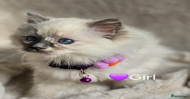 Ragdoll cats - Advert 5