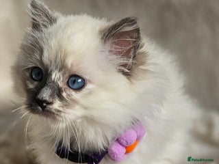 Ragdoll cats - Advert 7