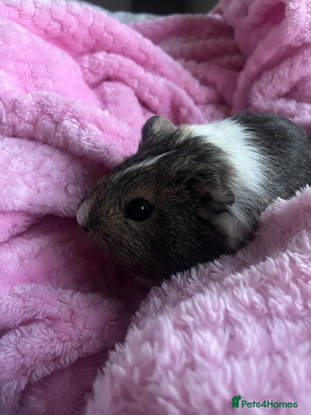 Guinea Pig rodents for sale: Female Agouti Guinea Pig  in Manchester - Advert 2
