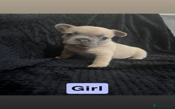 French Bulldog dogs for sale: French bulldog puppies  - Image 10