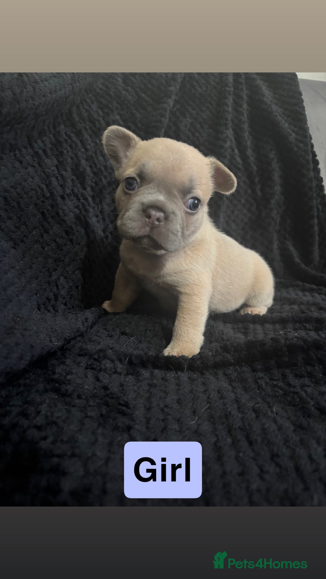 French Bulldog dogs for sale: French bulldog puppies  - Image 10