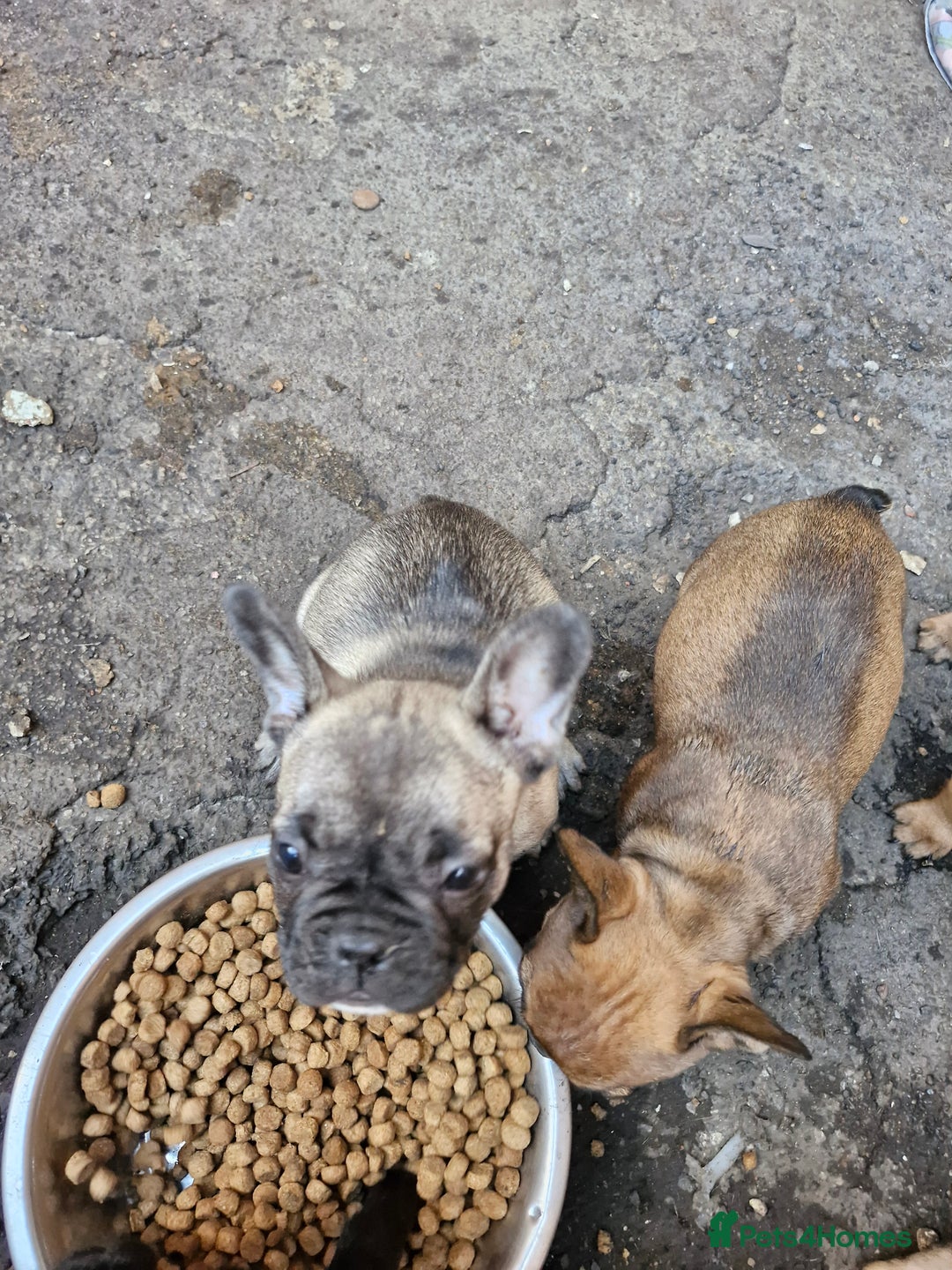 French Bulldog dogs for sale: French puppy's  - Image 4