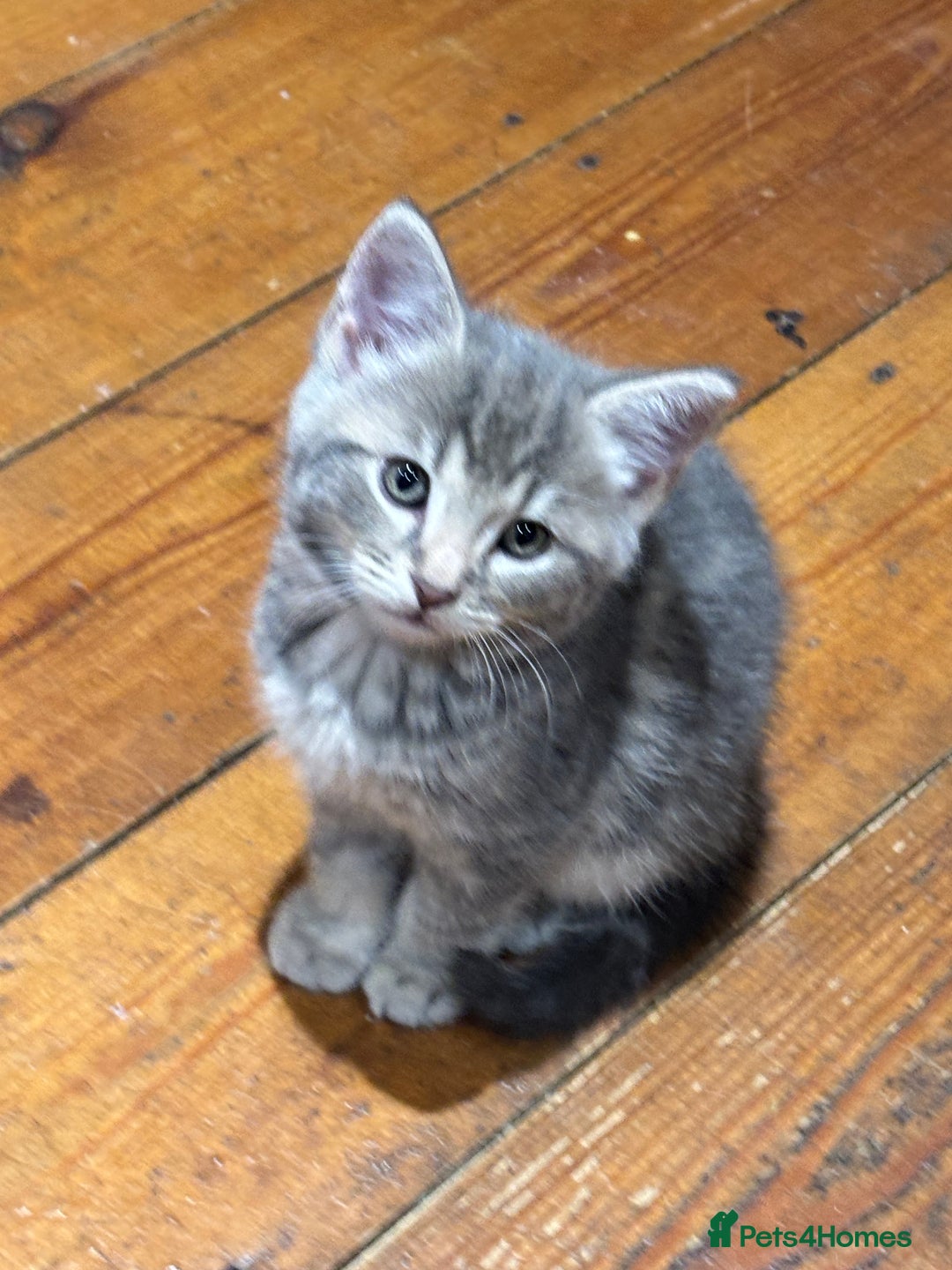 Domestic Shorthair cats for sale: Adorable Kittens - 4 available. Grey & Tabby - Image 17