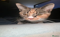 Abyssinian cats for sale: Need gone asap honest ad no time wasters  - Image 2