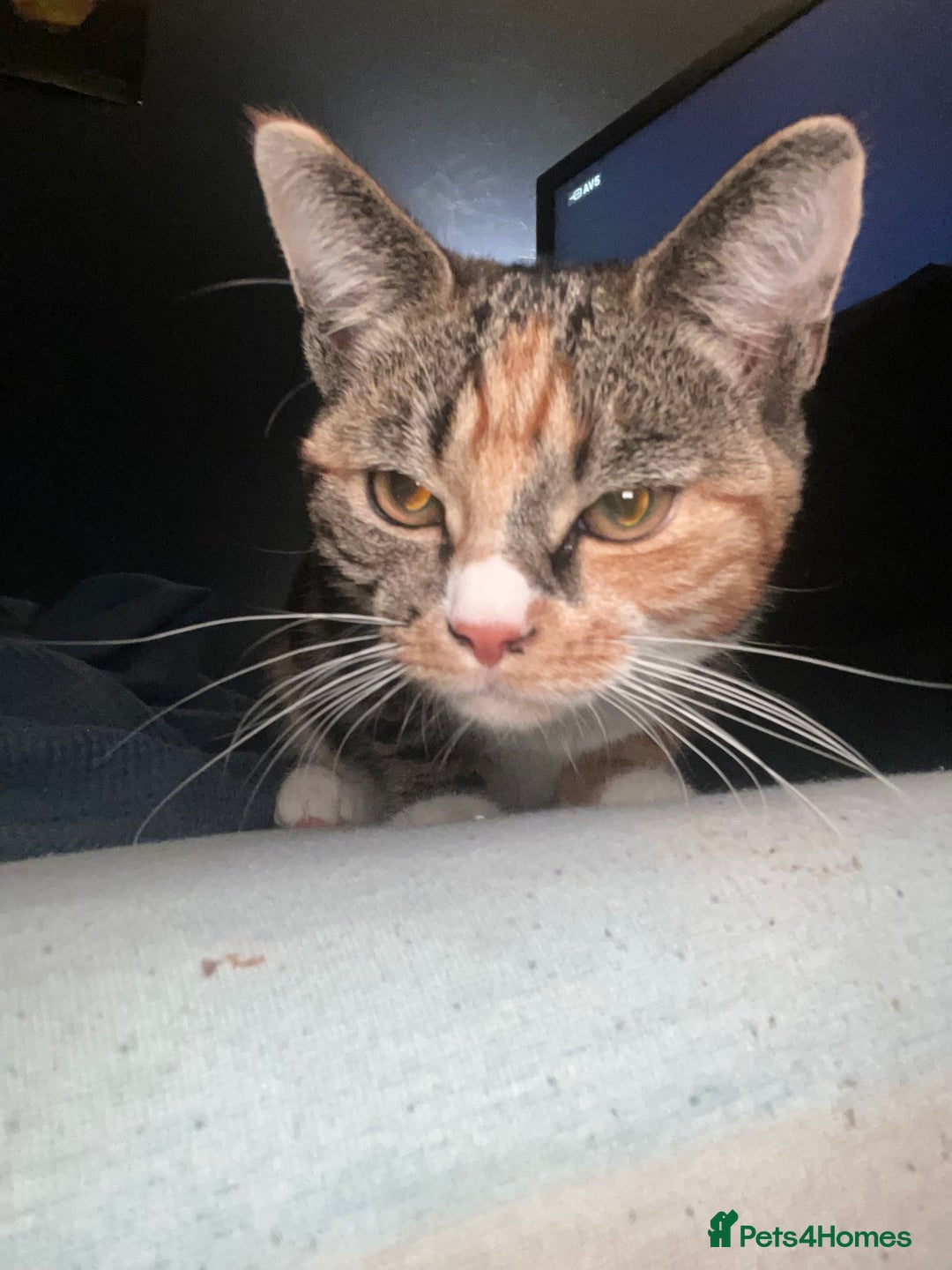 Abyssinian cats for sale: Need gone asap honest ad no time wasters  - Image 2