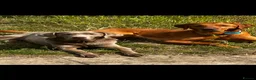 Labrador Retriever dogs for sale: Black Labrador Puppies Expected – Family Raised - Advert 2