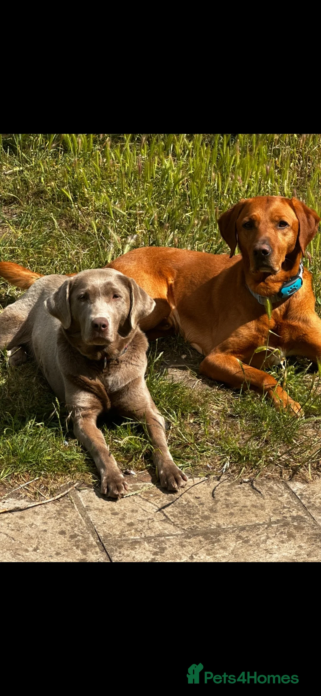 Labrador Retriever dogs for sale: Black Labrador Puppies Expected – Family Raised - Advert 2