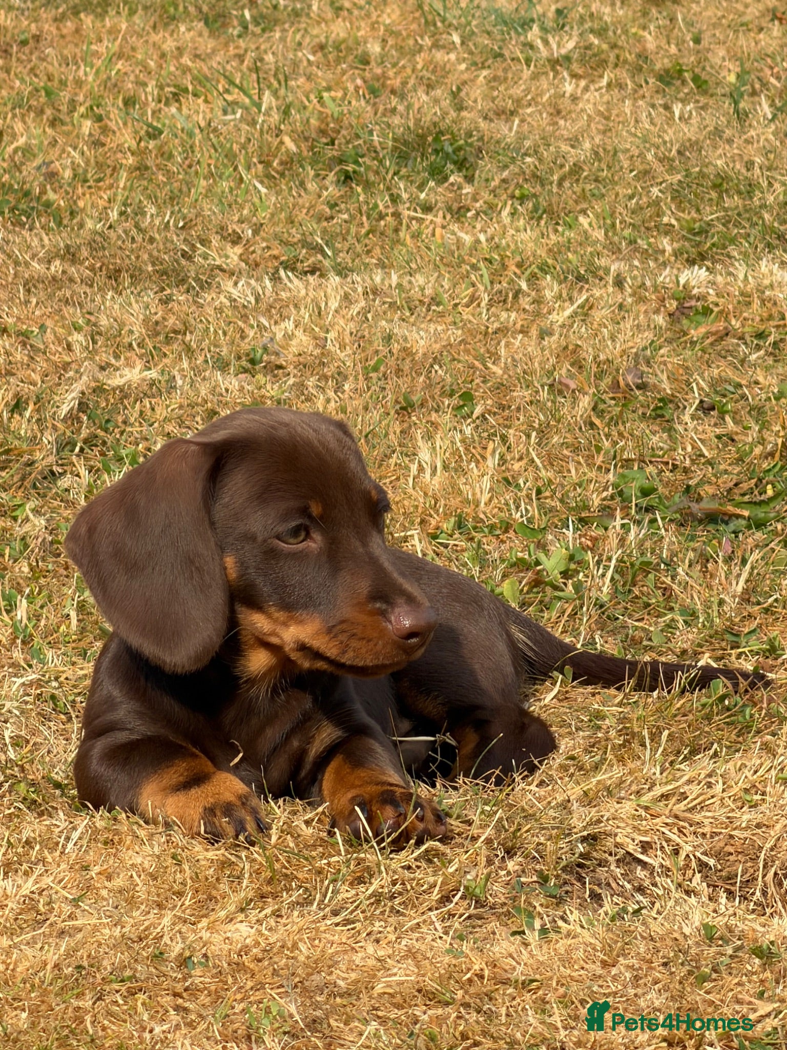 Dachshund dogs 3 Gorgeous puppies available  - Advert 9