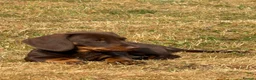 Dachshund dogs for sale: 3 Gorgeous puppies available  - Advert 1