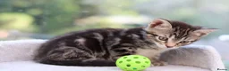 Mixed Breed cats for sale: Tabby Kittens Ready SOON - Advert 35