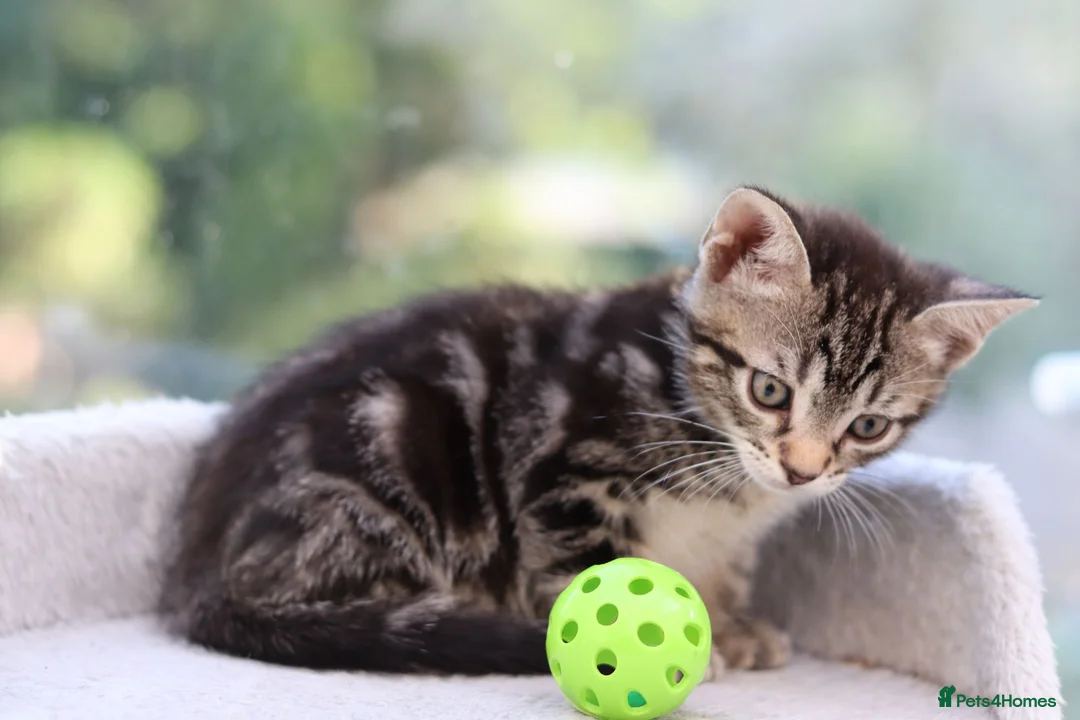 Mixed Breed cats for sale: Tabby Kittens Ready SOON - Advert 35