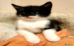 Mixed Breed cats for sale: Adorable trio of kittens  - Image 9