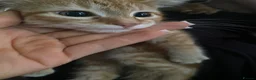 Mixed Breed cats for sale: Kittens for sale in Ipswich - Advert 3