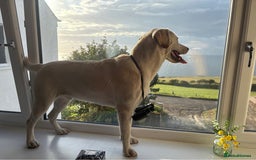 Labrador Retriever dogs for stud: 🐾 Young Labrador Stud – Excellent Temperament 🐾 - Image 1