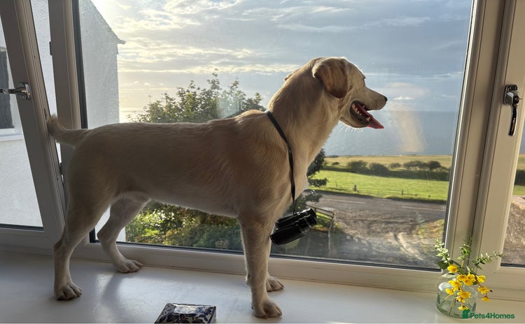 Labrador Retriever dogs - Advert 1