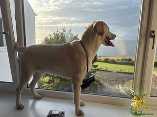 Labrador Retriever dogs - Advert 2