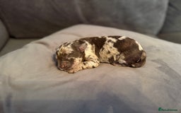 Labradoodle dogs for sale:  Rare Merle Labradoodle Puppies ready 25/10/25 - Image 23