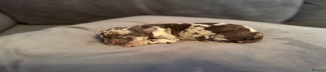 Labradoodle Puppy 9