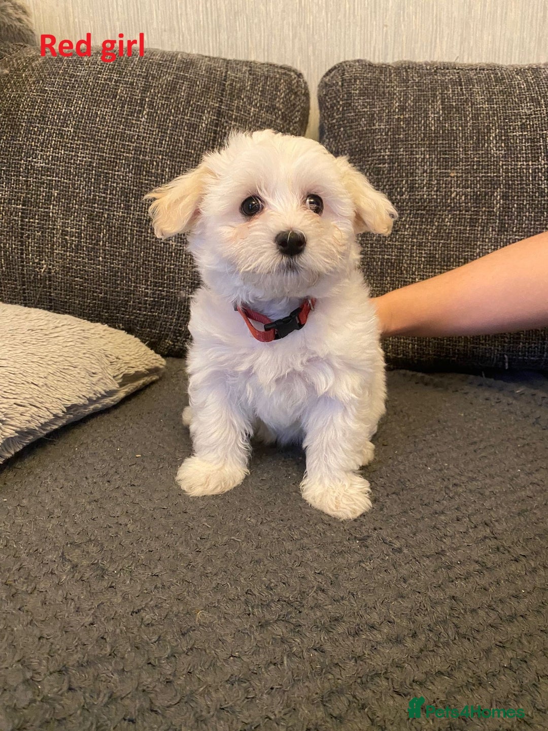Maltese dogs for sale:  Adorable Maltese Puppies - Image 12