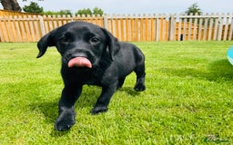 Labrador Retriever dogs for sale: KC Registered Labrador Babies 🐾🐾🐾 - Image 3