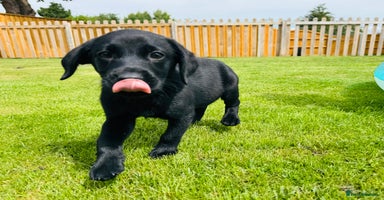 Labrador Retriever dogs - Advert 3
